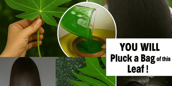 Can Papaya Leaves Reverse Gray Hair Naturally? Discover Nature’s Hidden Gem for Vibrant Locks