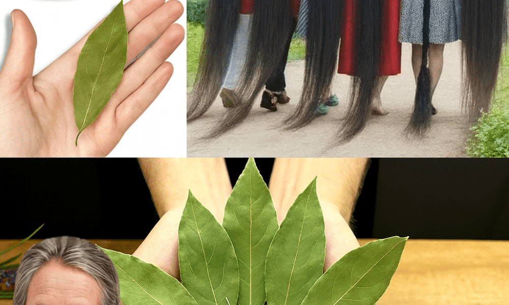 🌿 Transform Your Hair with Nature’s Secret: Bay Leaf & Rosemary Oil for Thicker, Darker Locks 🌿 Transform Your Hair with Nature’s Secret: Bay Leaf & Rosemary Oil for Thicker, Darker Locks