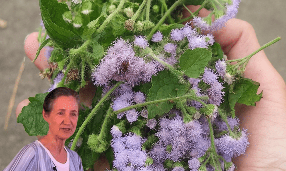 🌿 Unlock the Secret Power of Chromolaena Odorata: 15 Life-Changing Benefits You Need to Know 🌿 Unlock the Secret Power of Chromolaena Odorata: 15 Life-Changing Benefits You Need to Know