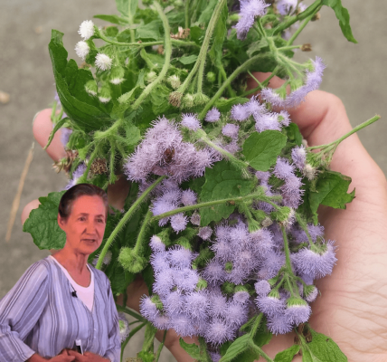 🌿 Unlock the Secret Power of Chromolaena Odorata: 15 Life-Changing Benefits You Need to Know 🌿 Unlock the Secret Power of Chromolaena Odorata: 15 Life-Changing Benefits You Need to Know