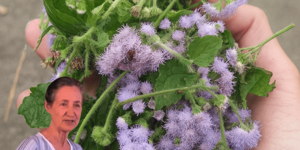 🌿 Unlock the Secret Power of Chromolaena Odorata: 15 Life-Changing Benefits You Need to Know