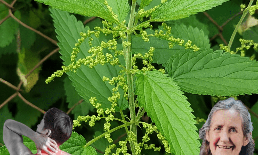 Nature’s Hidden Gem: 17 Stinging Nettle Remedies to Revolutionize Your Health 🌿 Nature’s Hidden Gem: 17 Stinging Nettle Remedies to Revolutionize Your Health 🌿
