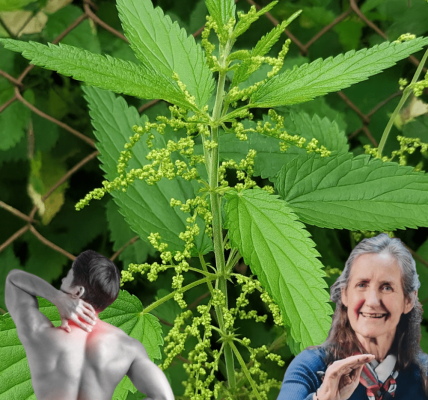 Nature’s Hidden Gem: 17 Stinging Nettle Remedies to Revolutionize Your Health 🌿 Nature’s Hidden Gem: 17 Stinging Nettle Remedies to Revolutionize Your Health 🌿