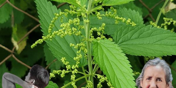 Nature’s Hidden Gem: 17 Stinging Nettle Remedies to Revolutionize Your Health 🌿