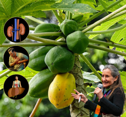 🌿 Unripe Pawpaw: Nature’s Secret Weapon to Shield Your Body from Cancer 🌿 Unripe Pawpaw: Nature’s Secret Weapon to Shield Your Body from Cancer