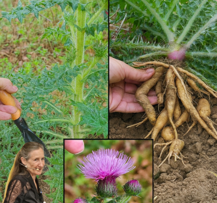 🌿 Unlock the Hidden Power of Bull Thistle Root: 12 Surprising Benefits and Natural Uses 🌿 Unlock the Hidden Power of Bull Thistle Root: 12 Surprising Benefits and Natural Uses