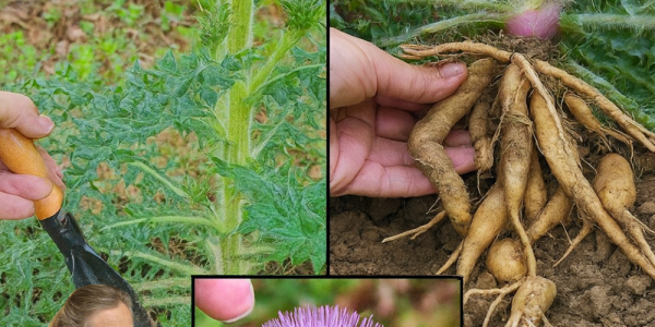 🌿 Unlock the Hidden Power of Bull Thistle Root: 12 Surprising Benefits and Natural Uses