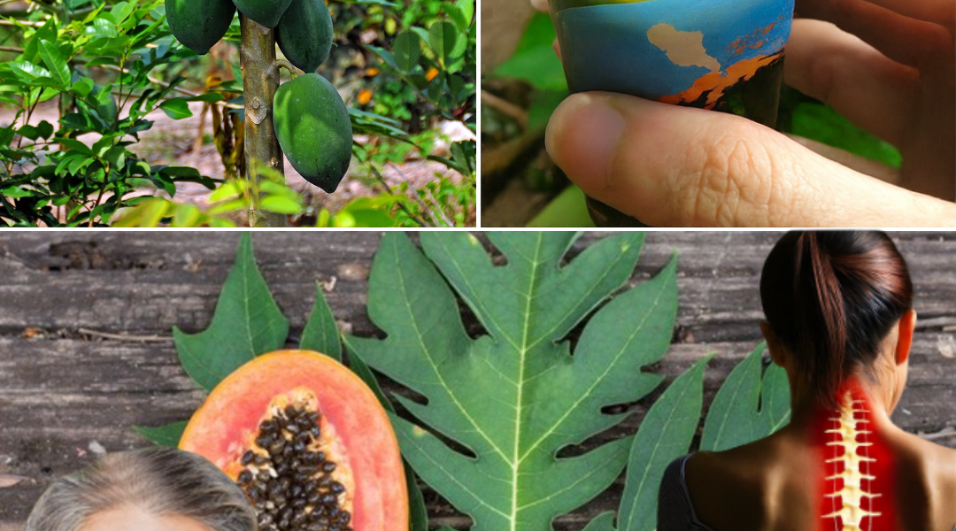 🌿 The Hidden Power of Papaya Leaves: 16 Life-Changing Remedies You Need to Know 🌿 The Hidden Power of Papaya Leaves: 16 Life-Changing Remedies You Need to Know