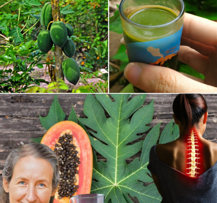🌿 The Hidden Power of Papaya Leaves: 16 Life-Changing Remedies You Need to Know 🌿 The Hidden Power of Papaya Leaves: 16 Life-Changing Remedies You Need to Know