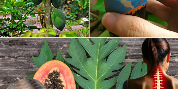 🌿 The Hidden Power of Papaya Leaves: 16 Life-Changing Remedies You Need to Know 🌿 The Hidden Power of Papaya Leaves: 16 Life-Changing Remedies You Need to Know