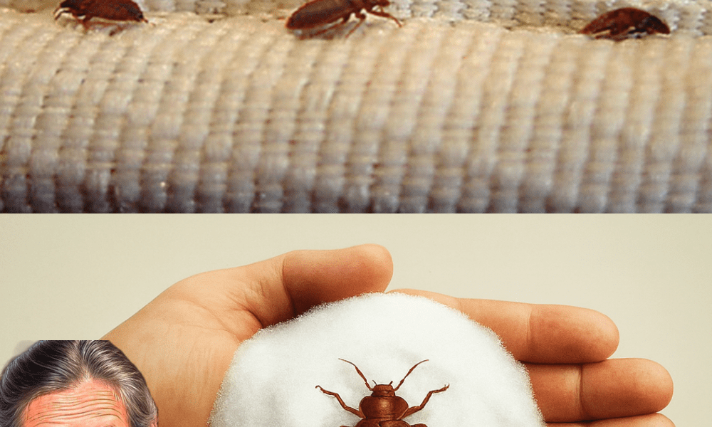 Banish Bugs from Your Windows Overnight: The Kitchen Hack That Keeps Flies, Bedbugs, and Insects Away šš« Banish Bugs from Your Windows Overnight: The Kitchen Hack That Keeps Flies, Bedbugs, and Insects Away šš«