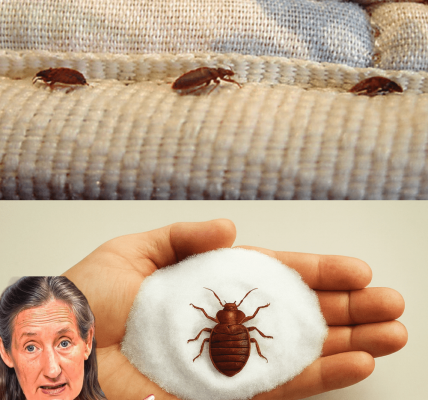 Banish Bugs from Your Windows Overnight: The Kitchen Hack That Keeps Flies, Bedbugs, and Insects Away 🐛🚫 Banish Bugs from Your Windows Overnight: The Kitchen Hack That Keeps Flies, Bedbugs, and Insects Away 🐛🚫