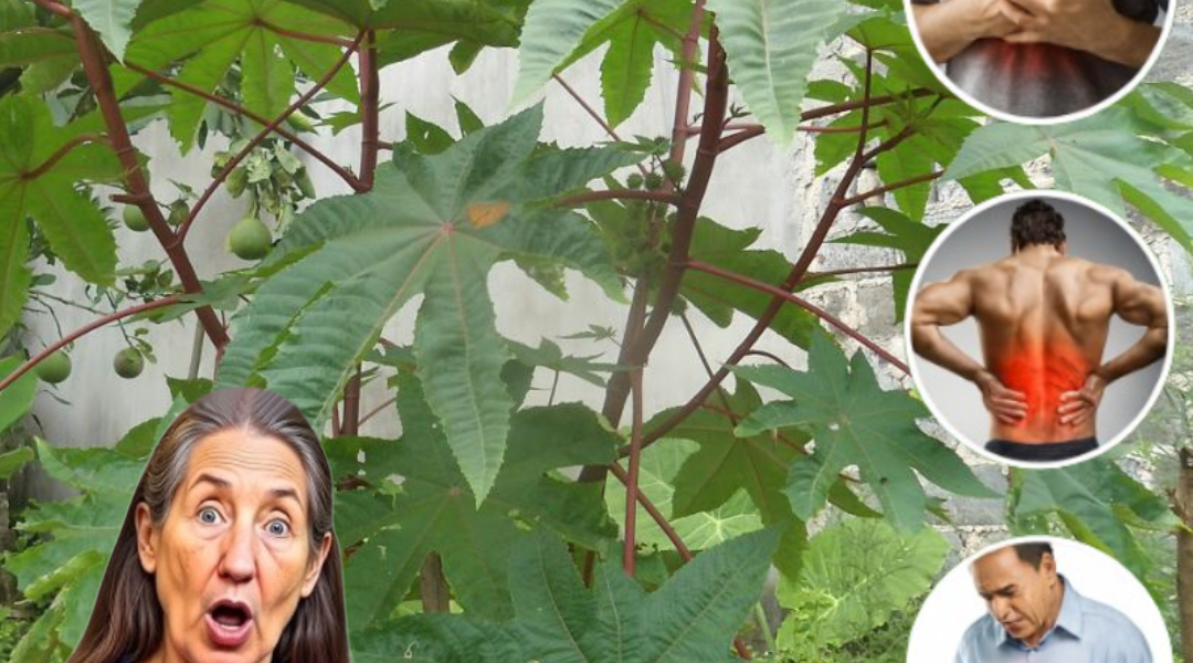 🌿 Unlocking the Secrets of Castor Leaves: Nature’s Hidden Healing Powerhouse 🌿 Unlocking the Secrets of Castor Leaves: Nature’s Hidden Healing Powerhouse