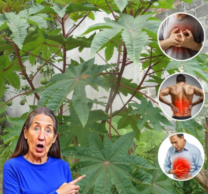 🌿 Unlocking the Secrets of Castor Leaves: Nature’s Hidden Healing Powerhouse