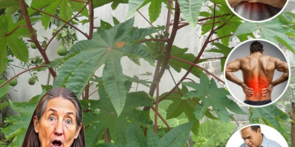 🌿 Unlocking the Secrets of Castor Leaves: Nature’s Hidden Healing Powerhouse 🌿 Unlocking the Secrets of Castor Leaves: Nature’s Hidden Healing Powerhouse