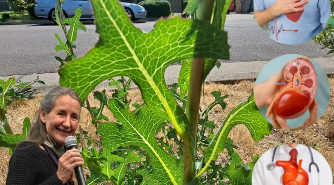 šæ Prickly Lettuce: The Hidden Power of a Common Weed That Could Transform Your Health šæ Prickly Lettuce: The Hidden Power of a Common Weed That Could Transform Your Health