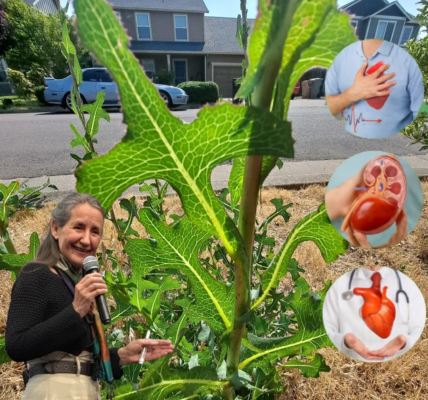 🌿 Prickly Lettuce: The Hidden Power of a Common Weed That Could Transform Your Health 🌿 Prickly Lettuce: The Hidden Power of a Common Weed That Could Transform Your Health