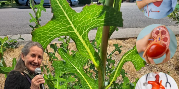 🌿 Prickly Lettuce: The Hidden Power of a Common Weed That Could Transform Your Health
