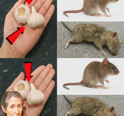 🧄 Banish Rats and Mice in Minutes: The Garlic Trick That Keeps Your Home Pest-Free Naturally 🧄 Banish Rats and Mice in Minutes: The Garlic Trick That Keeps Your Home Pest-Free Naturally