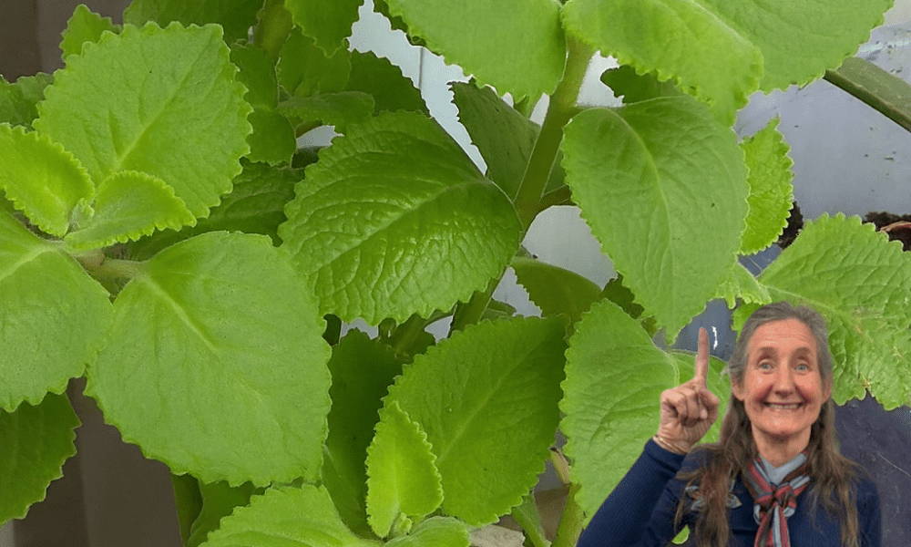 šæ Discover the Hidden Power of Oregano: 18 Reasons Itās Your Homeās Secret Superhero! šæ Discover the Hidden Power of Oregano: 18 Reasons Itās Your Homeās Secret Superhero!