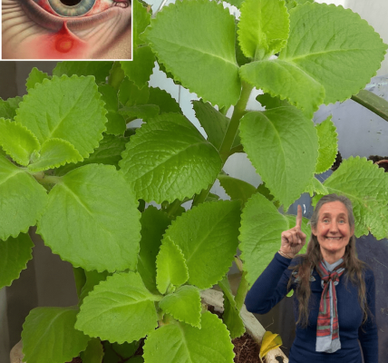 🌿 Discover the Hidden Power of Oregano: 18 Reasons It’s Your Home’s Secret Superhero! 🌿 Discover the Hidden Power of Oregano: 18 Reasons It’s Your Home’s Secret Superhero!