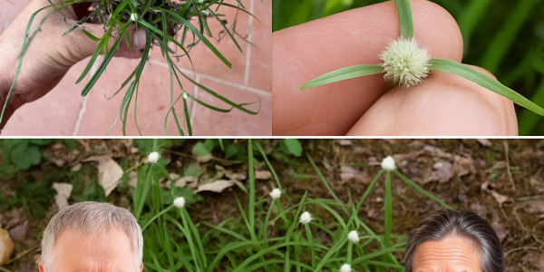 The Unassuming Weed with a Health Secret: Why You Need to Know About Kyllinga brevifolia The Unassuming Weed with a Health Secret: Why You Need to Know About Kyllinga brevifolia