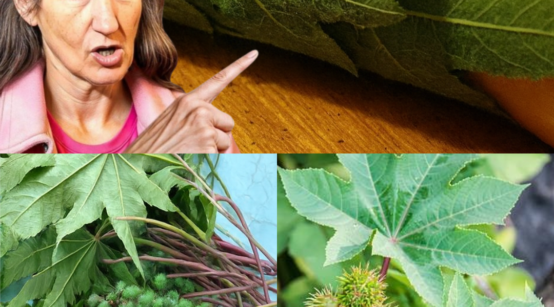 🌿 Castor Leaves and Seeds: Nature’s Hidden Gems for Health and Healing 🌿 Castor Leaves and Seeds: Nature’s Hidden Gems for Health and Healing