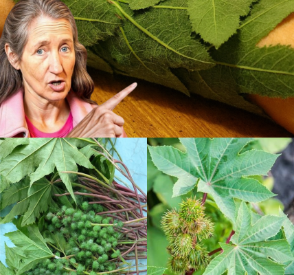 🌿 Castor Leaves and Seeds: Nature’s Hidden Gems for Health and Healing 🌿 Castor Leaves and Seeds: Nature’s Hidden Gems for Health and Healing