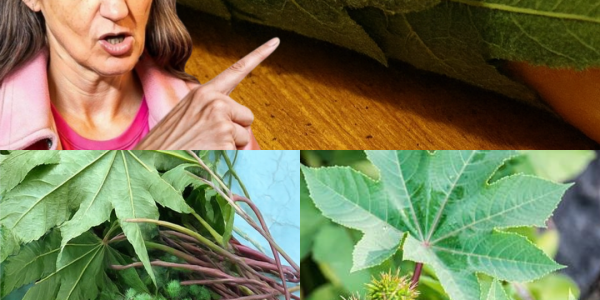 🌿 Castor Leaves and Seeds: Nature’s Hidden Gems for Health and Healing