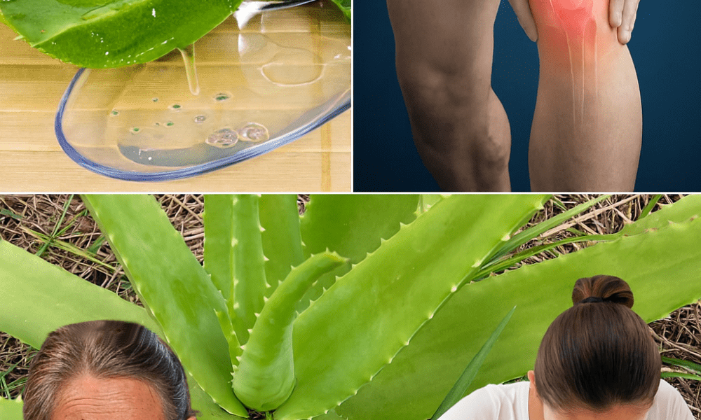 The Miracle Plant That Could Solve 16 of Your Health Woes Naturally The Miracle Plant That Could Solve 16 of Your Health Woes Naturally