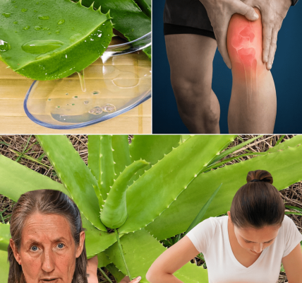 The Miracle Plant That Could Solve 16 of Your Health Woes Naturally The Miracle Plant That Could Solve 16 of Your Health Woes Naturally