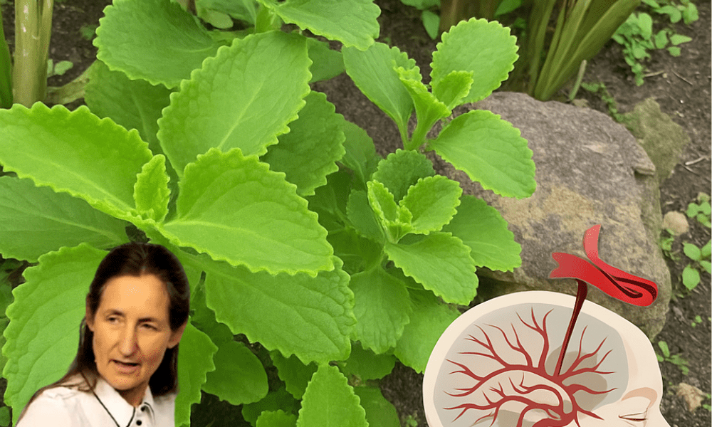 The Secret Herb for Crystal-Clear Vision The Secret Herb for Crystal-Clear Vision