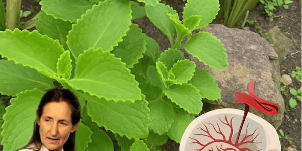 The Secret Herb for Crystal-Clear Vision The Secret Herb for Crystal-Clear Vision