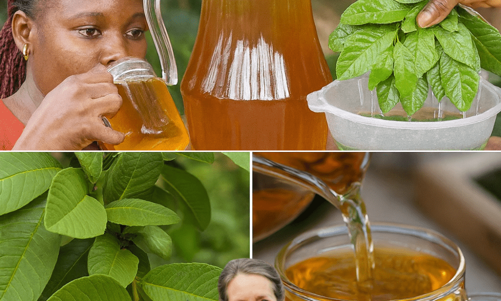 How to Brew Guava Leaf Tea for Vibrant Health How to Brew Guava Leaf Tea for Vibrant Health