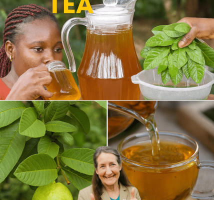 How to Brew Guava Leaf Tea for Vibrant Health How to Brew Guava Leaf Tea for Vibrant Health