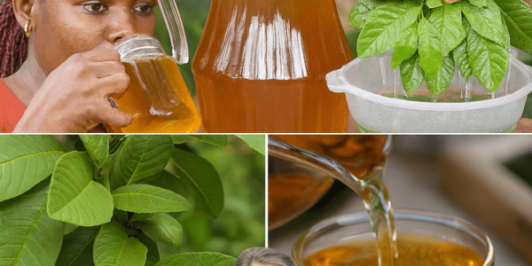 How to Brew Guava Leaf Tea for Vibrant Health How to Brew Guava Leaf Tea for Vibrant Health