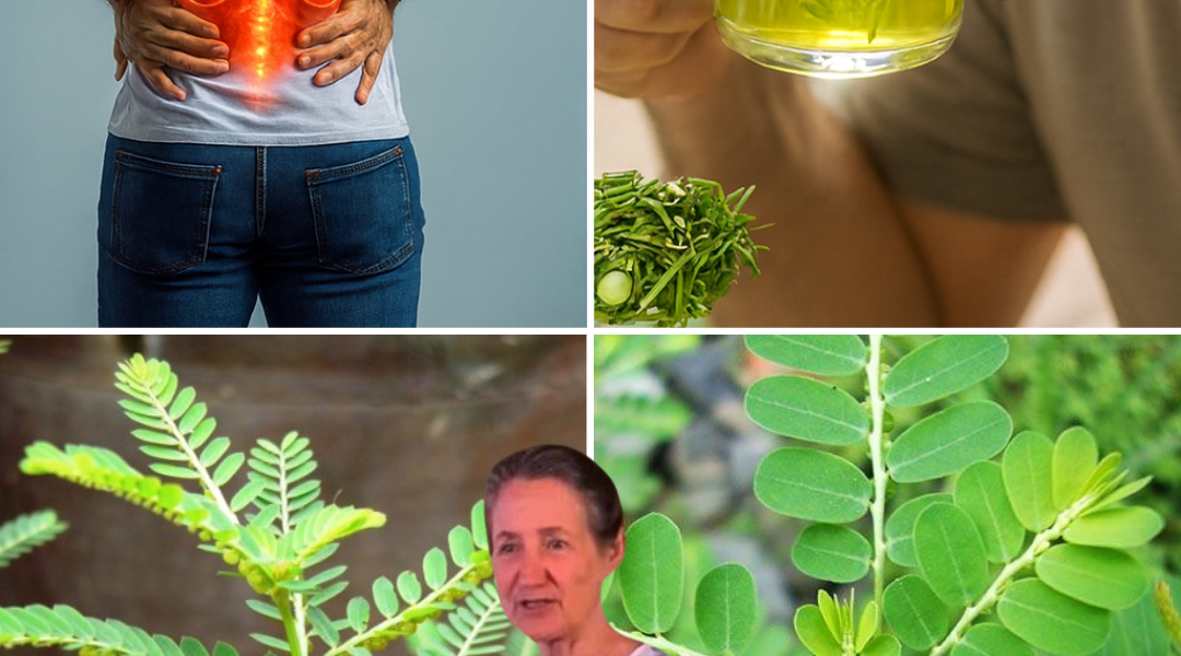 🌿 The Hidden Healer in Your Backyard: Unlock the Astonishing Power of Phyllanthus Niruri 🌿 The Hidden Healer in Your Backyard: Unlock the Astonishing Power of Phyllanthus Niruri
