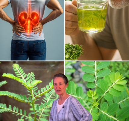 🌿 The Hidden Healer in Your Backyard: Unlock the Astonishing Power of Phyllanthus Niruri 🌿 The Hidden Healer in Your Backyard: Unlock the Astonishing Power of Phyllanthus Niruri
