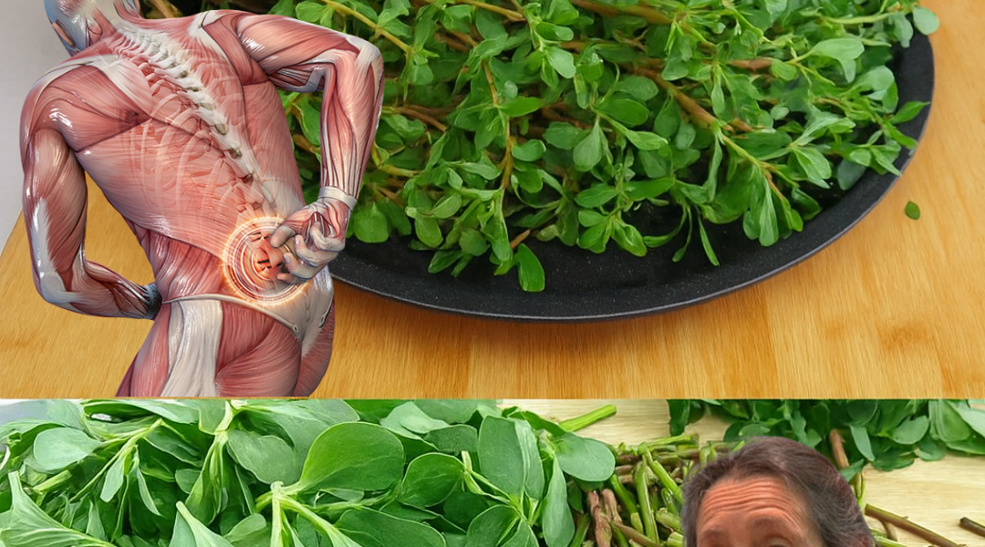 šæ Discover the Hidden Gem of Your Garden: 8 Irresistible Reasons to Embrace Purslane šæ Discover the Hidden Gem of Your Garden: 8 Irresistible Reasons to Embrace Purslane