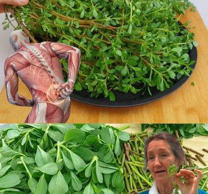 🌿 Discover the Hidden Gem of Your Garden: 8 Irresistible Reasons to Embrace Purslane 🌿 Discover the Hidden Gem of Your Garden: 8 Irresistible Reasons to Embrace Purslane