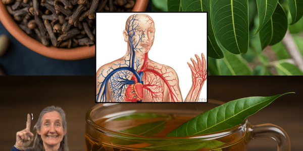 🌿 Mango Leaf and Clove Tea: A Soothing Secret for Vibrant Wellness 🌿 Mango Leaf and Clove Tea: A Soothing Secret for Vibrant Wellness