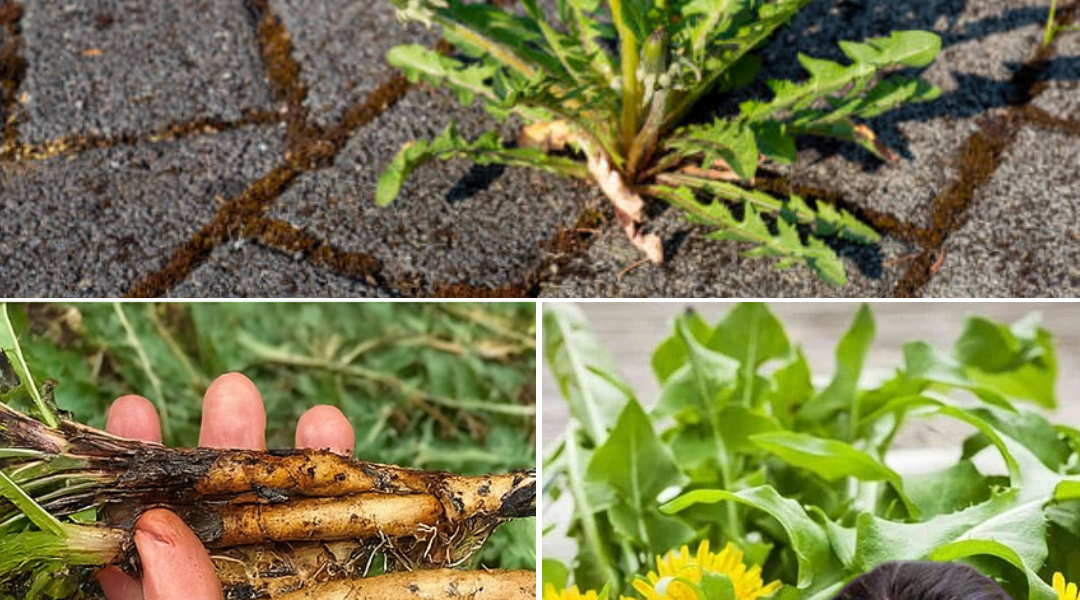 🌿 Unlock the Hidden Power of Dandelion Leaves: 7 Life-Changing Benefits You Need to Know