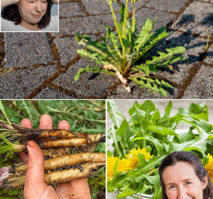🌿 Unlock the Hidden Power of Dandelion Leaves: 7 Life-Changing Benefits You Need to Know 🌿 Unlock the Hidden Power of Dandelion Leaves: 7 Life-Changing Benefits You Need to Know