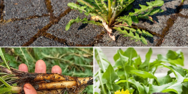 🌿 Unlock the Hidden Power of Dandelion Leaves: 7 Life-Changing Benefits You Need to Know