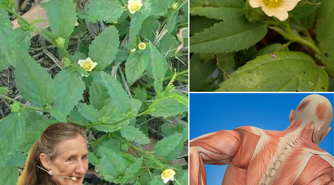 🌿 The Secret Superweed: Why Sida Acuta Could Revolutionize Your Health Overnight 🌿 The Secret Superweed: Why Sida Acuta Could Revolutionize Your Health Overnight