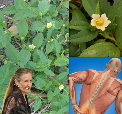 🌿 The Secret Superweed: Why Sida Acuta Could Revolutionize Your Health Overnight 🌿 The Secret Superweed: Why Sida Acuta Could Revolutionize Your Health Overnight