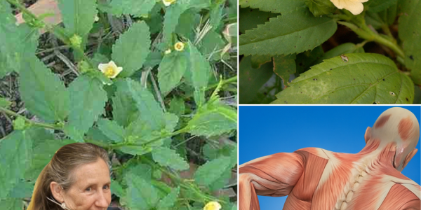 🌿 The Secret Superweed: Why Sida Acuta Could Revolutionize Your Health Overnight