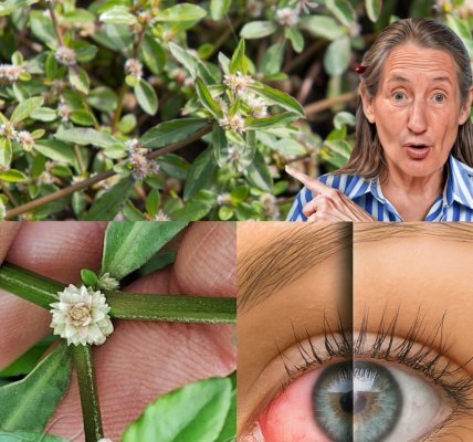 🌿 Discover the Hidden Treasure in Your Garden: Sessile Joyweed’s Life-Changing Powers Unveiled! 🌿 Discover the Hidden Treasure in Your Garden: Sessile Joyweed’s Life-Changing Powers Unveiled!