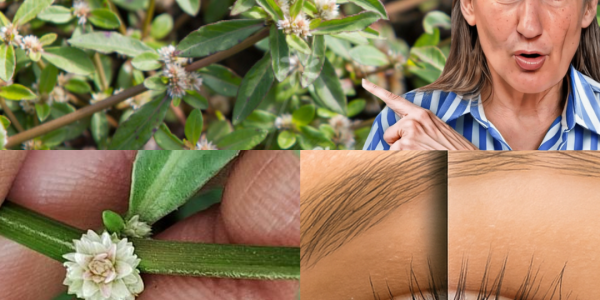 🌿 Discover the Hidden Treasure in Your Garden: Sessile Joyweed’s Life-Changing Powers Unveiled! 🌿 Discover the Hidden Treasure in Your Garden: Sessile Joyweed’s Life-Changing Powers Unveiled!