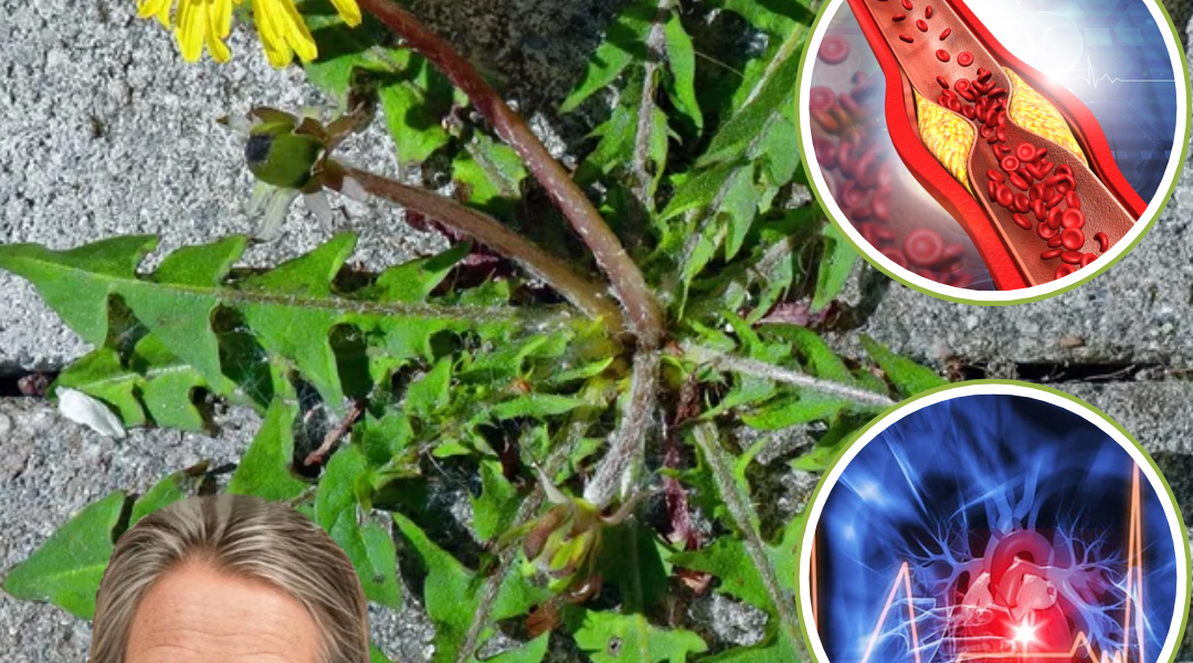 🌼 Unlock the Hidden Power of Dandelions: Nature’s Secret to Vibrant Health 🌼 Unlock the Hidden Power of Dandelions: Nature’s Secret to Vibrant Health